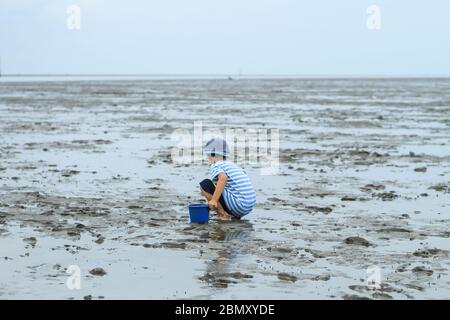 Boys looking for Snail shells on the sea floor mud at Don Hoi lot in Samut songkham , Thailand. Stock Photo