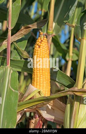 Ripe corn in a close-up before harvest Stock Photo