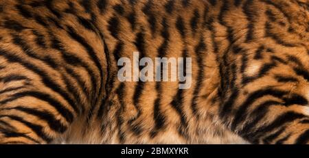Close up of breedcat toyger markings. (Felis silvestris catus) Stock Photo