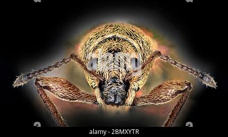 Common Leaf Weevil, Phyllobius pyri, common spring species, Bedfordshire, UK Stock Photo