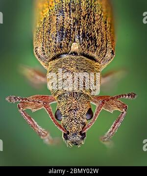 Common Leaf Weevil, Phyllobius pyri, common spring species, Bedfordshire, UK Stock Photo