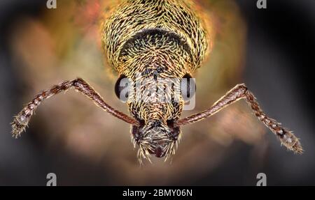 Common Leaf Weevil, Phyllobius pyri, common spring species, Bedfordshire, UK Stock Photo