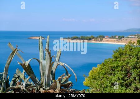 Flat cactus and beautiful seascape of turquoise water,  green trees blue sky in the background Stock Photo