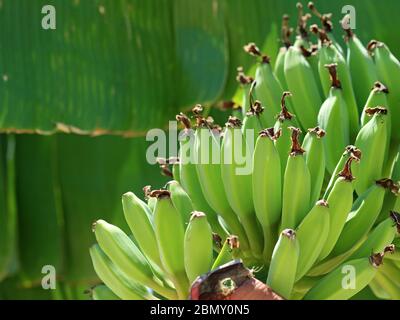 young green unripe bananas on Musa x paradisiaca, dessert banana tree, close up Stock Photo