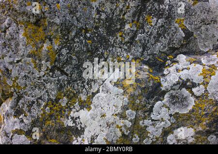 Fragment of stone wall texture background. Moss and lichen on gray stone. Lichen on the rock. Stock Photo