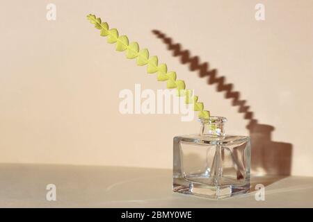 The plant stands in a transparent bottle. With hard shadows. On a two-color background. Stock Photo