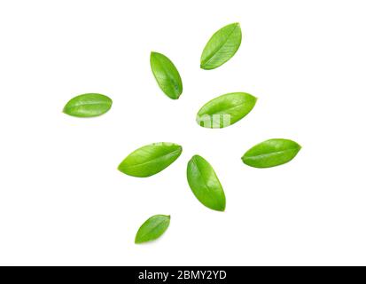 Set of green leaves isolated on white background Stock Photo
