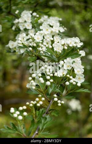 White Hawthorn blossom on tree branch in deciduous woodland, Newbury, Berkshire, UK Stock Photo