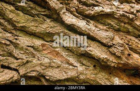 Full frame shot of tree bark Stock Photo