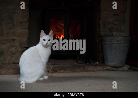 White Turkish Angora cat lying in front of a log burning stove with the fire roaring Stock Photo