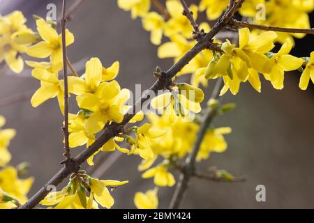 Branches with bright yellow flowers of blooming Early Forsythia. A genus of deciduous flowering shrubs that belong to the olive family Oleaceae. Stock Photo