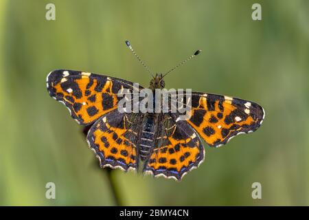 The map (Araschnia levana) is a butterfly of the family Nymphalidae. This is the first spring generation flying in may and june. Stock Photo