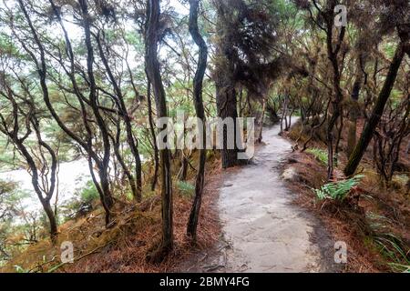 Path through forest in Wai-O-Tapu, Reporoa caldera, in New Zealand's Taupo Volcanic Zone. Stock Photo