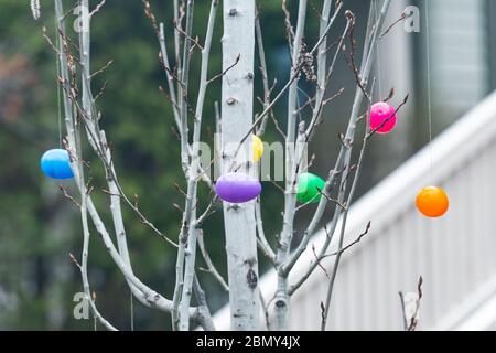 Colorful Easter Eggs hanging on tree branches. Spring Easter decorations in front of the white fence. Family tradition. Stock Photo