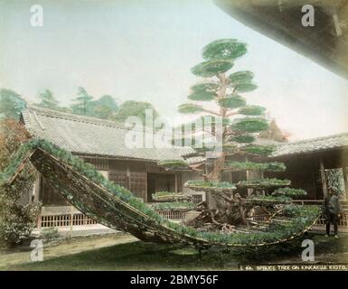 1890s Japan - Japanese Pine Tree That Looks Like a Boat