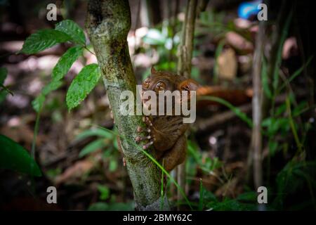 Cute Bohol tarsier holding on to the tree branch. The Philippine tarsier (Carlito syrichta), with its huge eyes. Stock Photo