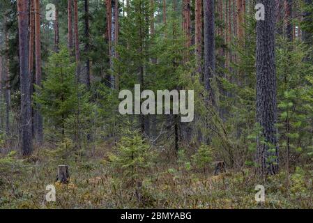 Forest swamp with a large number of stumps, pines. it is overgrown with bushes of ledum and green moss. Stock Photo