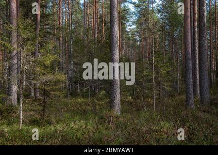 A mysterious sacred forest with strange gnarled trees and bushes. Stock Photo