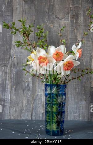 Elegant daffodils and cherry blossoms in a blue vase . Stock Photo