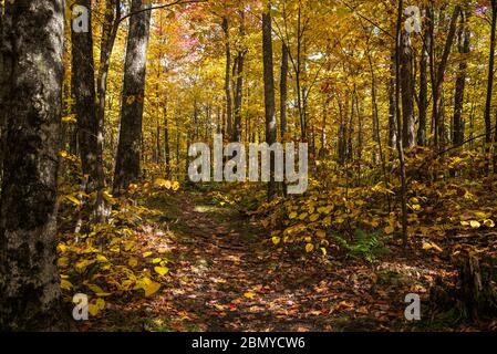 Empty narrow trail through deep woods at the peak of fall foliage Stock Photo