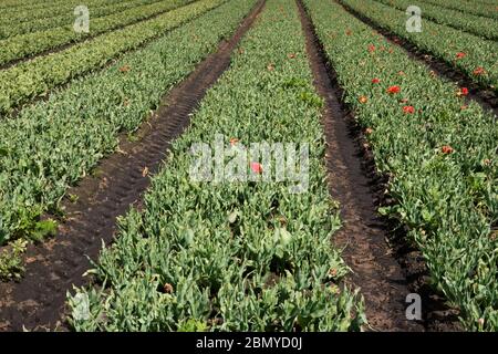Tulip field for bulb cultivation in the Dutch countryside, flower heads are removed to stimulate production of bulbs Stock Photo