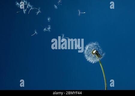 Dandelion with seeds blowing away in the wind in blue sky. Stock Photo