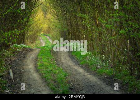 Dirt road through the dense forest, view on a sunny spring day, focus in the background Stock Photo