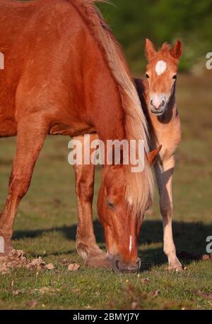 New Forest, Hampshire, UK. 11th May 2020. A New Forest pony foal and its mother grazing on a bright sunny evening at Ipley in the New Forest. Credit Stuart Martin/Alamy Live News Stock Photo