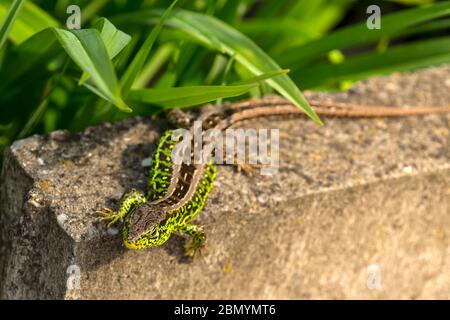 Spring, the month of May. Sand lizard, male in mating robe. Stock Photo