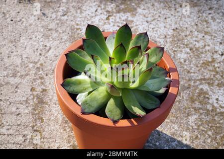 Sempervivum commonly known ashouseleeks. Other common names include liveforever and hen and chicks. Stock Photo