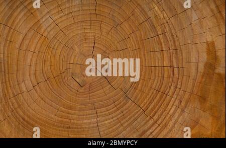 Tree stump background. Cut wood texture pattern background Stock Photo
