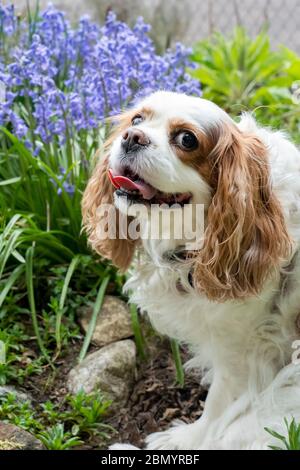 Issaquah, Washington, USA.  Cavalier King Charles Spaniel, Mandy, sitting next to some Common Hyacinths. Stock Photo