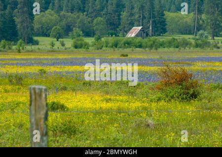 Wildflower (lupine and wild mustard) scenic in Conboy Lake National Wildlife Refuge near Glenwood, Washington, USA Stock Photo