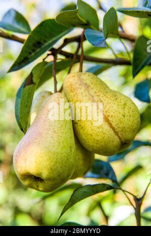 Bartlett pears growing near Hood River, Oregon, USA. Stock Photo
