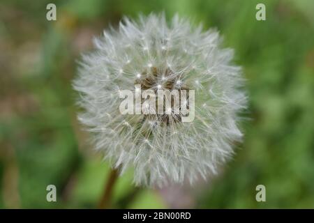Whole dandelion seed head (Taraxacum Officinale) on a blurred green background Stock Photo