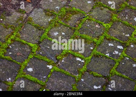 Moss grows in the joints of a cobblestone pavement in Grevenbroich, Germany, photographed on 11 March 2012: the bright green joint lines form a diamond-shaped pattern, dry needles lie on the stones in the upper left, and several stones are covered with whitish lichen. Stock Photo