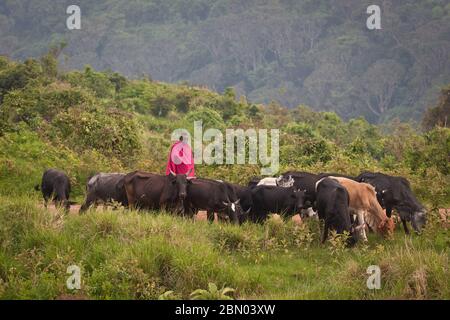 Ngorongoro conservation area, Tanzania : African people:  Local herder from Masai tribe in traditional clothing  with cattle on green pa Stock Photo