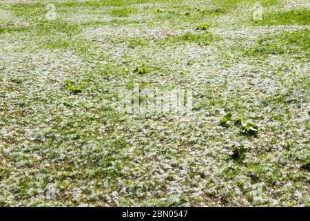 Black Poplar Populus nigra seed tufts on grass in spring, Hungary, Europe Stock Photo