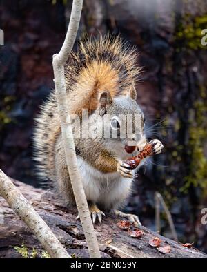 An American red squirrel, Tamiasciurus hudsonicus, feeding on a black spruce cone in the Adirondack Mountains, NY USA wilderness.