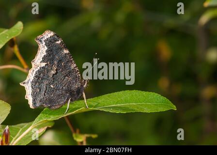 A mourning cloak butterfly, Nymphalis antiopa, perched on a leaf in a central Alberta woodland. Stock Photo