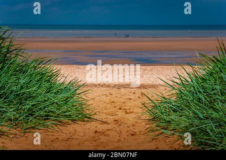 Sea grass frames the entrance to the beach at Anderby Creek, near Skegness, Lincolnshire at low tide on a warm sunny day. Stock Photo