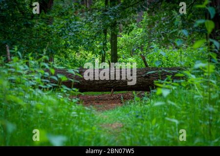 A fallen tree in a lush green forest blocks the path. The way ahead is restricted. Concept. Stock Photo
