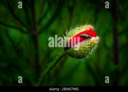A shiny green orange tipped beetle (Malachius bipustulatus) feeding on an opening red poppy flowed bud Stock Photo