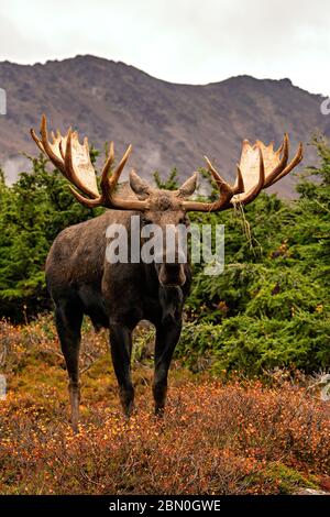 Huge bull moose standing Stock Photo