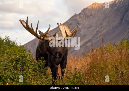 Huge bull moose posing Stock Photo