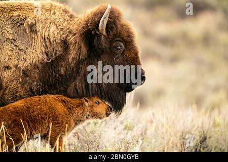 Bison cow and calf snuggle Stock Photo