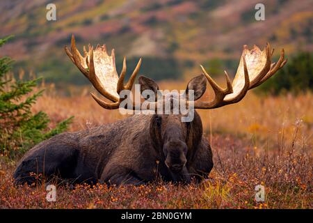 Huge bull moose laying Stock Photo