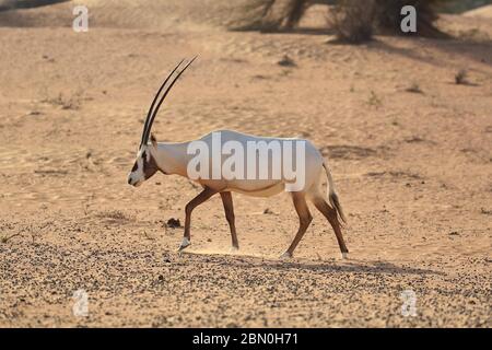 Arabian oryx (oryx leucoryx) runs in dusty desert, Dubai, United Arab Emirates Stock Photo
