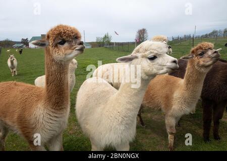 Friendly alpacas on an alpaca farm in southwest Pennsylvania, USA Stock Photo