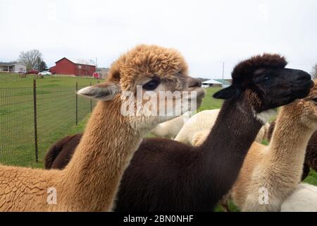 Friendly alpacas on an alpaca farm in southwest Pennsylvania, USA Stock Photo
